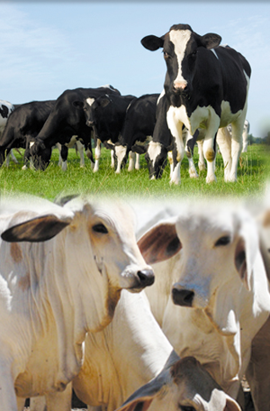 Nutryr S.A. Ganaderia de leche y carne