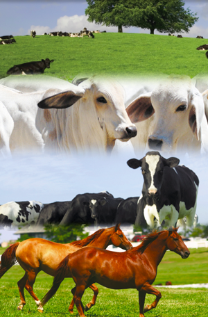 Nutryr S.A. Sales Mineralizadas y Proteinados